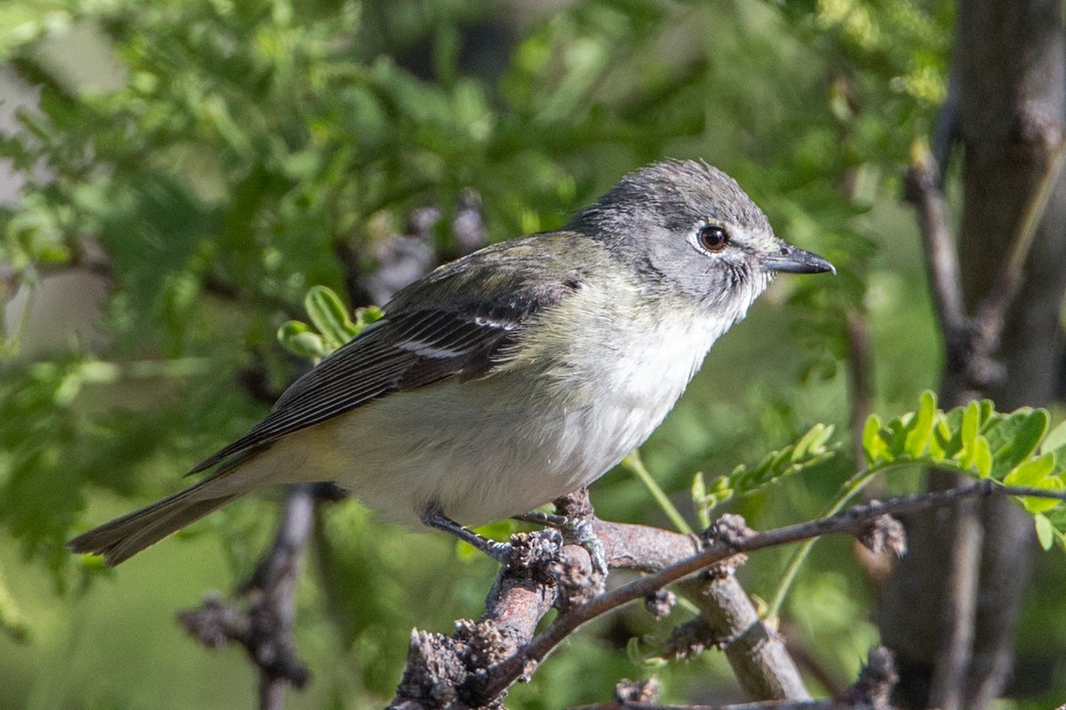 Cassin's/Plumbeous Vireo - Eric Gofreed