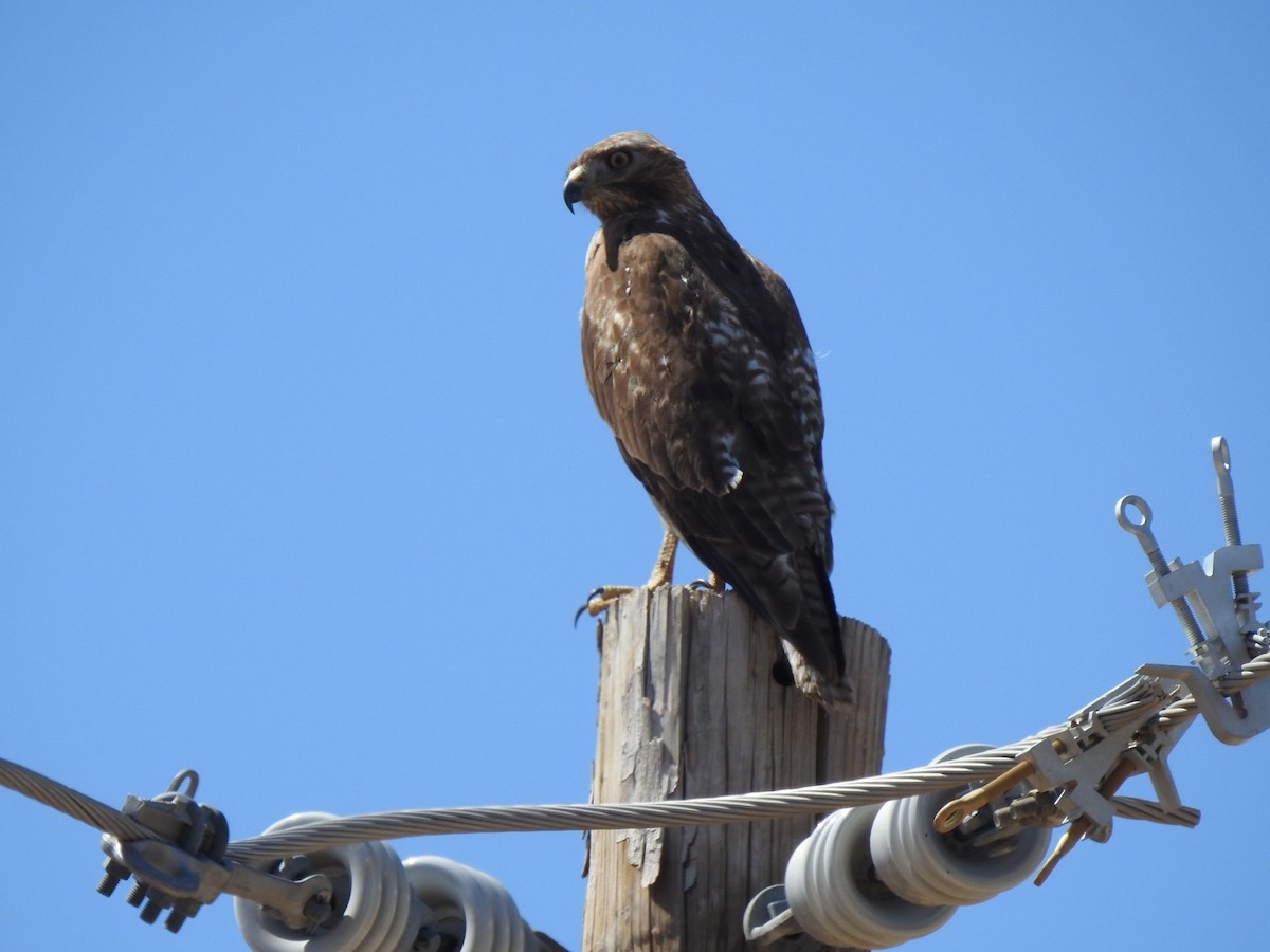 Red-tailed Hawk - ML558970951