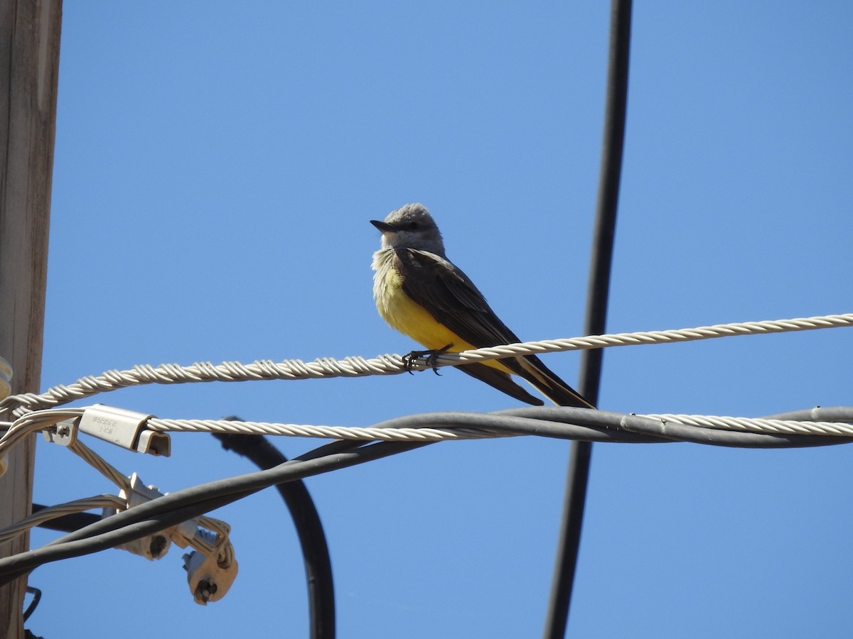 Western Kingbird - Jacques Normand