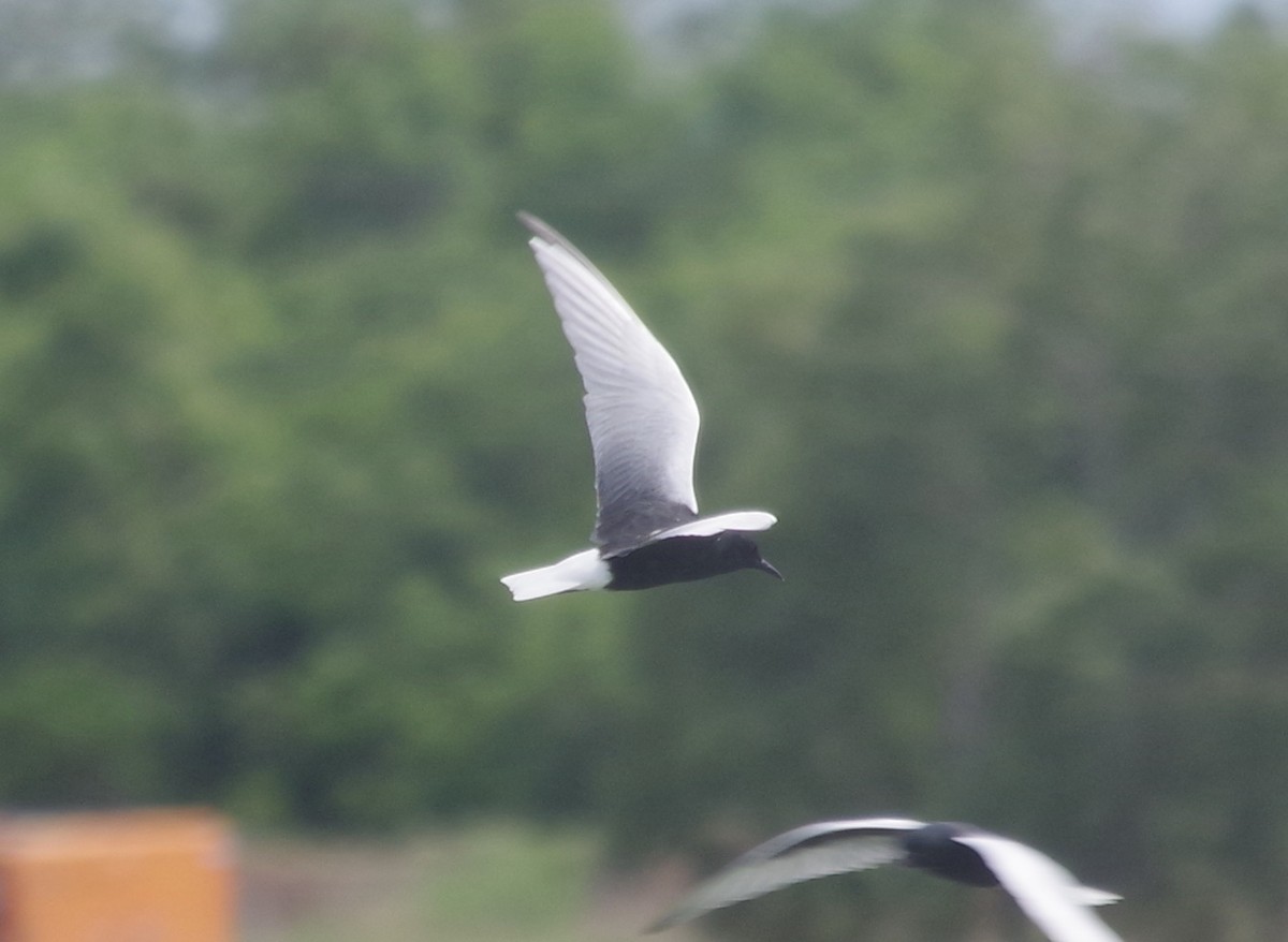 White-winged Tern - ML558971531
