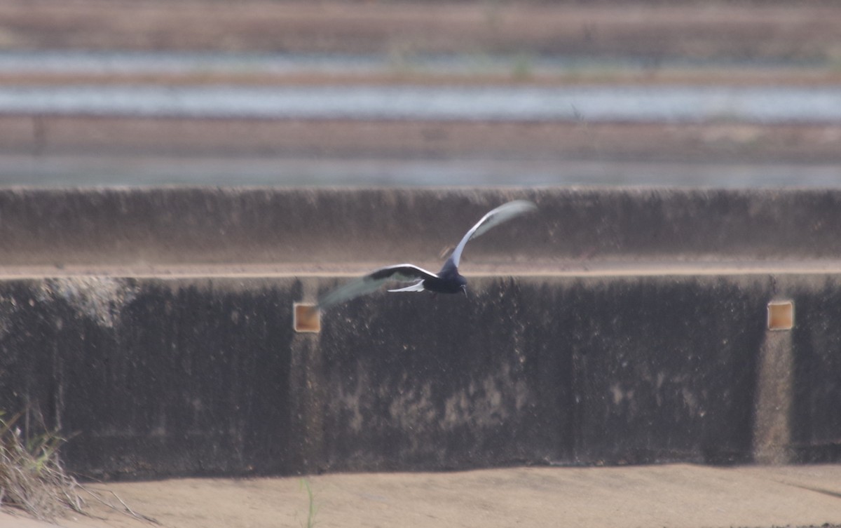 白翅黑燕鷗 - ML558971541