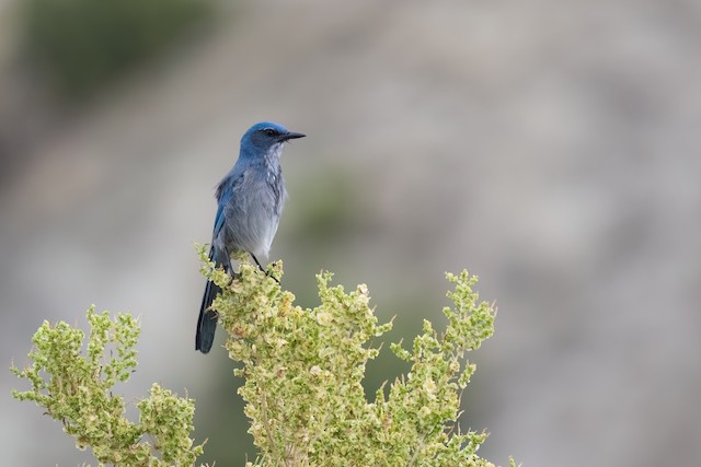 Woodhouse's Scrub-Jay