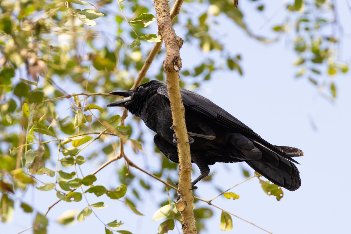 Large-billed Crow - ML558978541