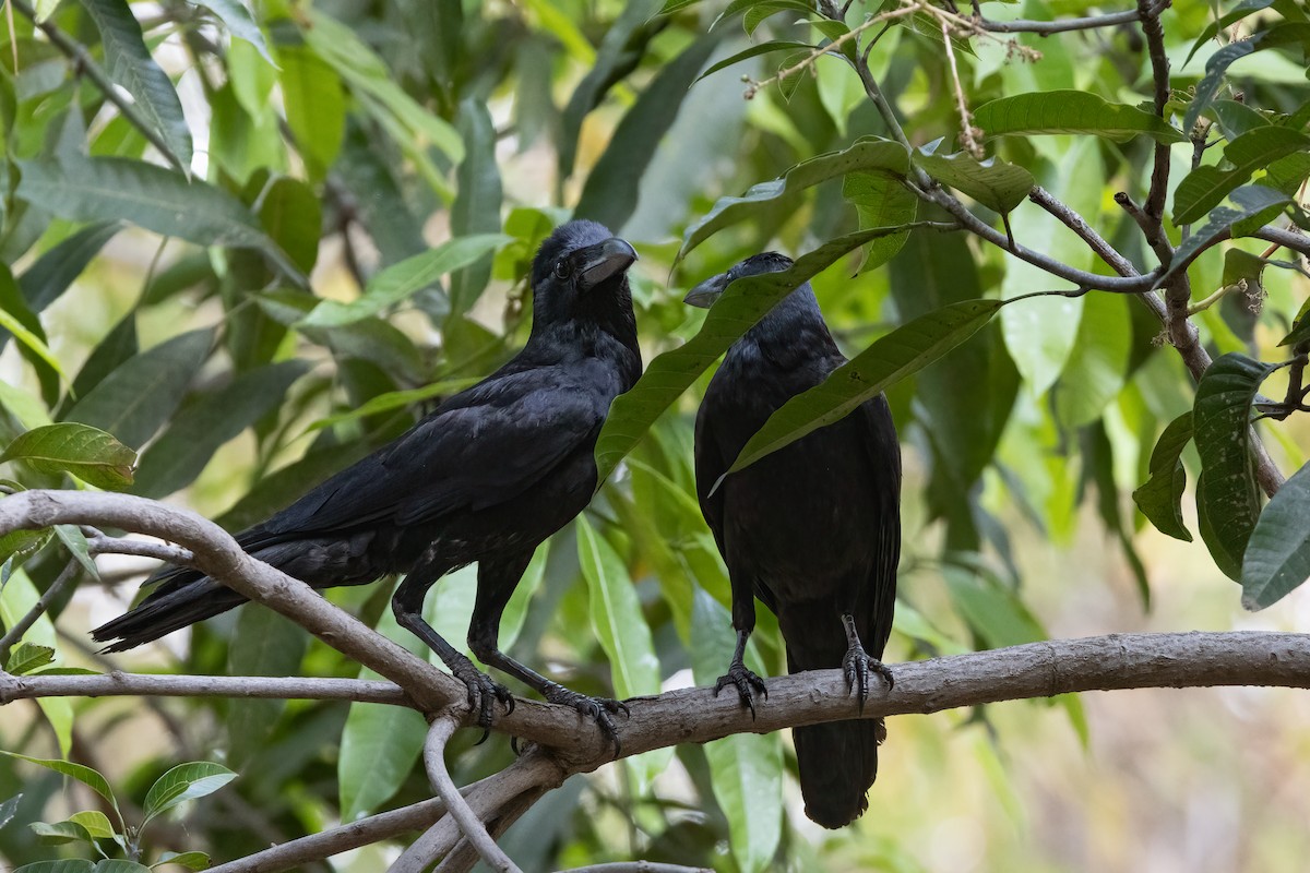 Large-billed Crow - ML558978551