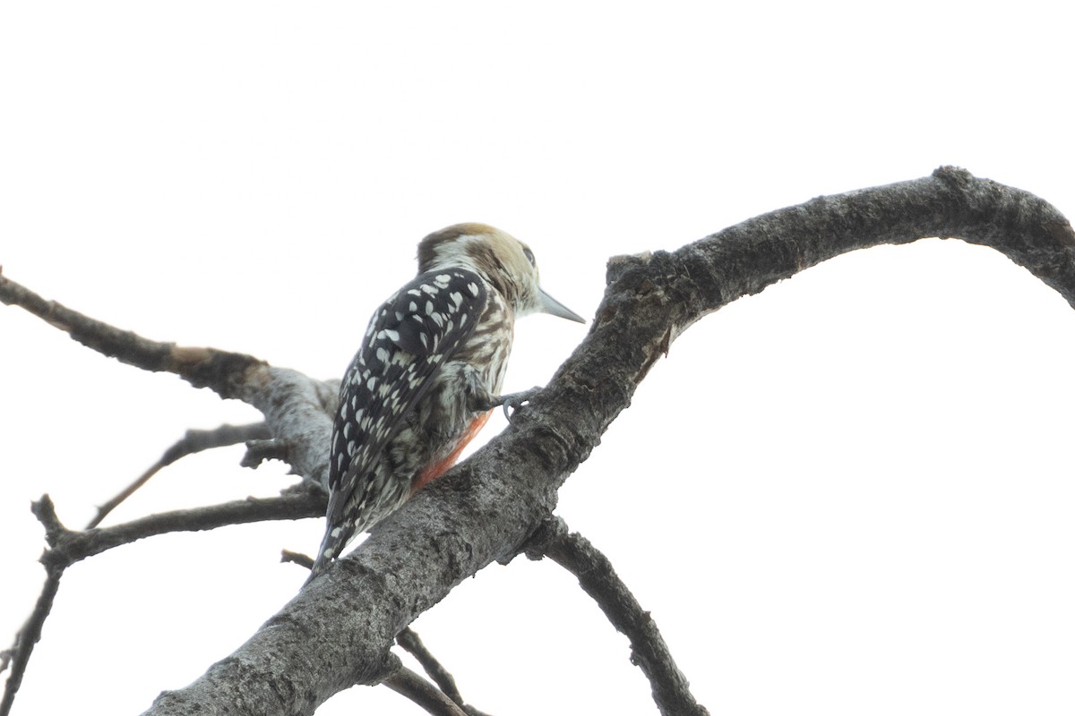Brown-capped Pygmy Woodpecker - ML558978581