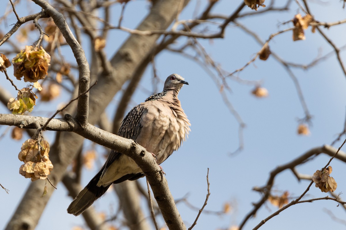 Spotted Dove - ML558978681