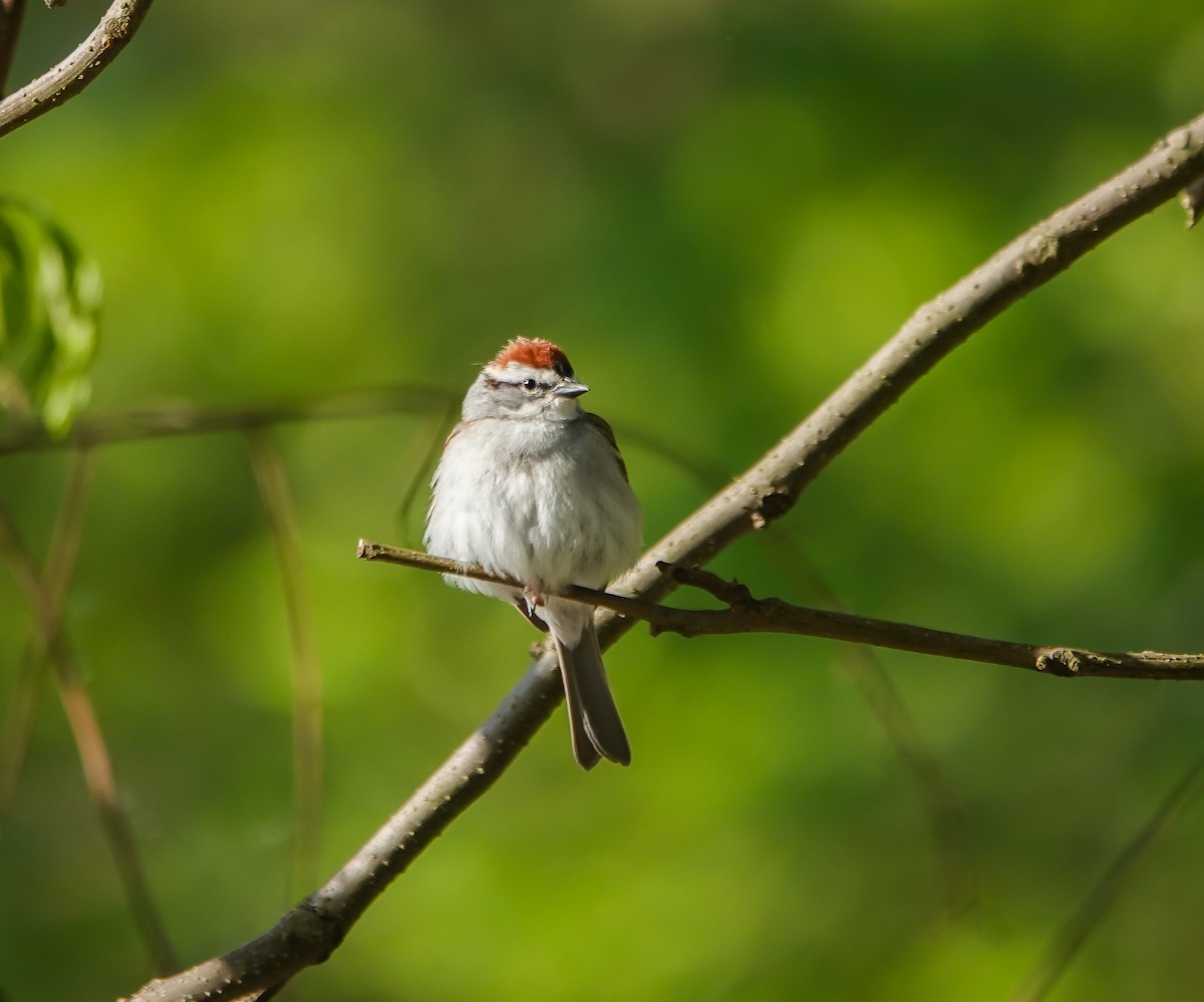 Chipping Sparrow - ML558983241