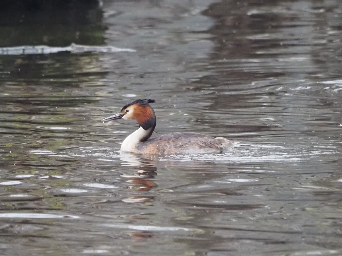 Great Crested Grebe - ML558985561
