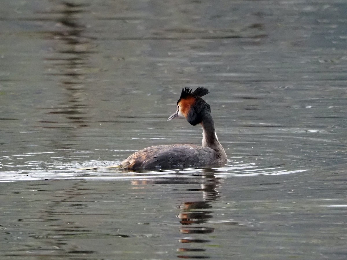 Great Crested Grebe - ML558985571