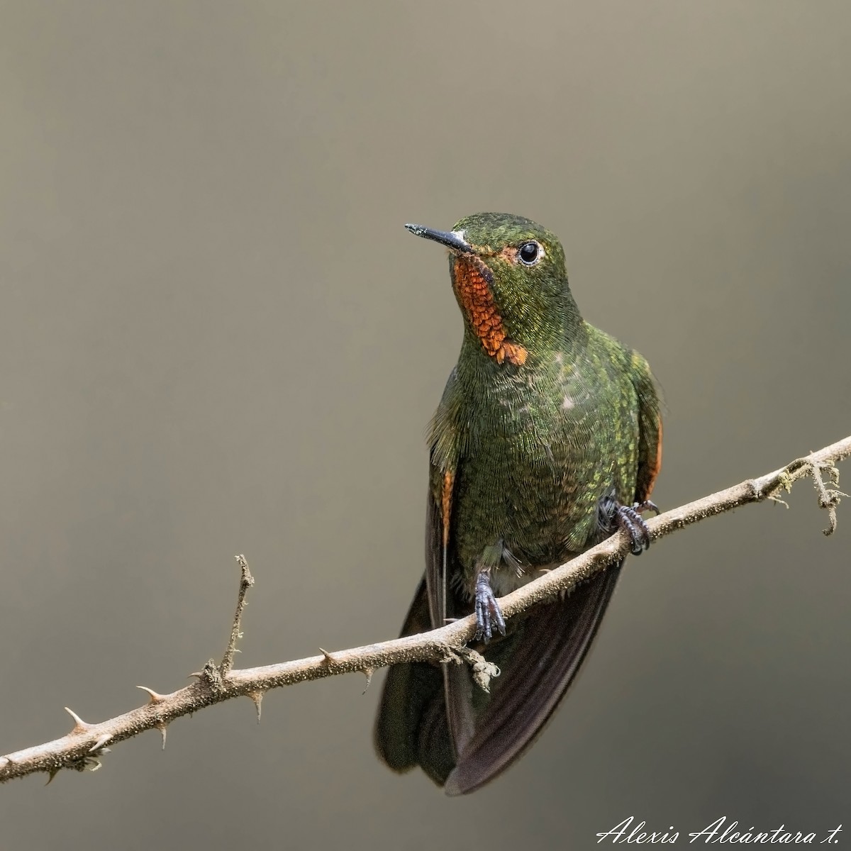 Fire-throated Metaltail - ML558986641