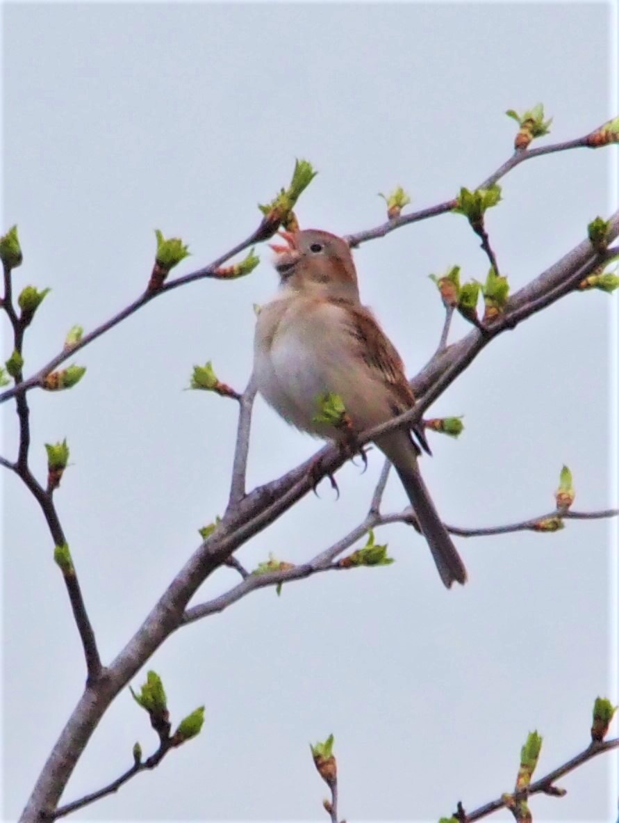 eBird Checklist 17 Apr 2023 Curwensville Dam Rec Area 39 species