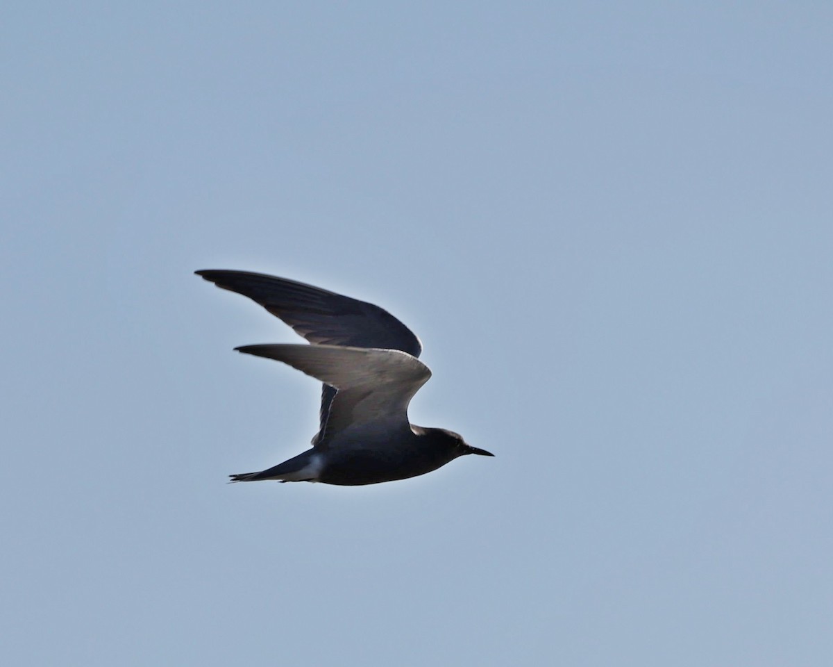 Black Tern - Clint Hook