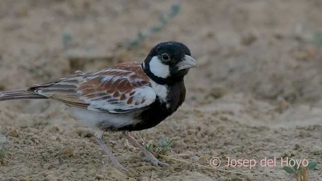 Chestnut-backed Sparrow-Lark - ML559010151