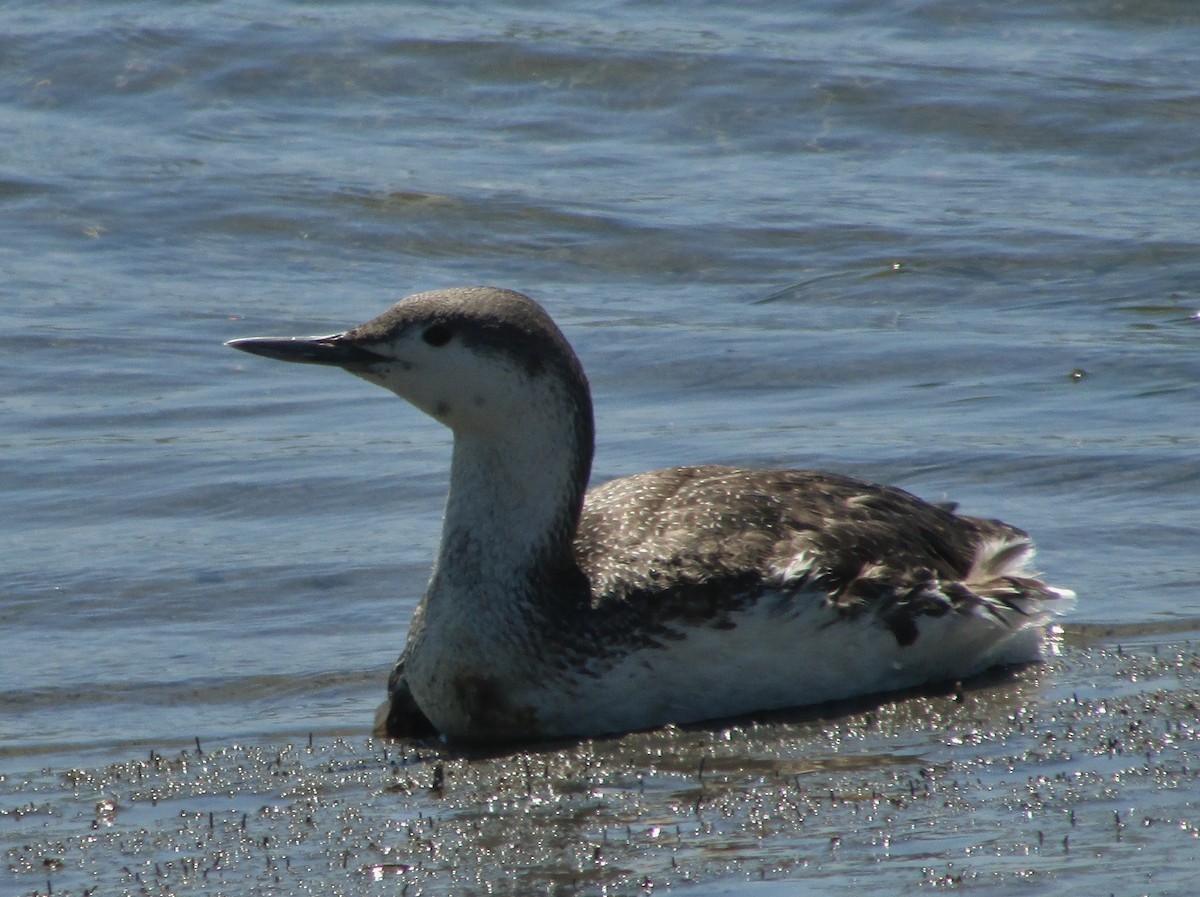 Red-throated Loon - Brook OConnor
