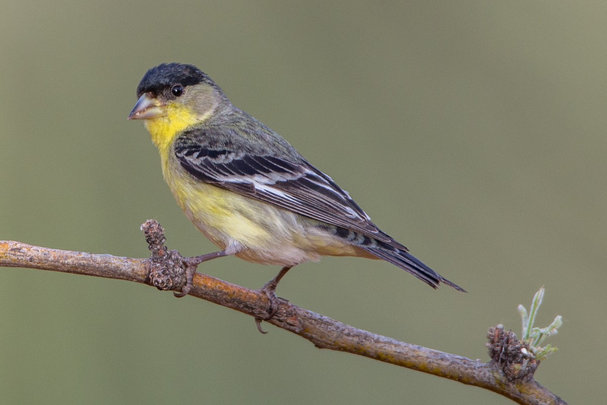 Lesser Goldfinch - Eric Gofreed