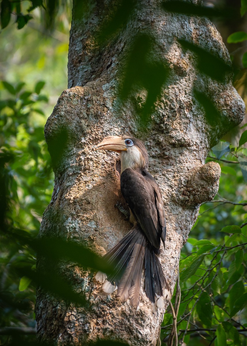 EBird Checklist 14 Apr 2023 Khao Yai NP Kong Kaew Trail 7 Species