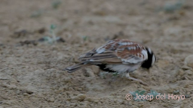 Chestnut-backed Sparrow-Lark - ML559012281