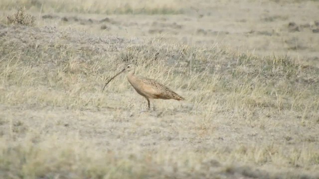 Long-billed Curlew - ML559013461