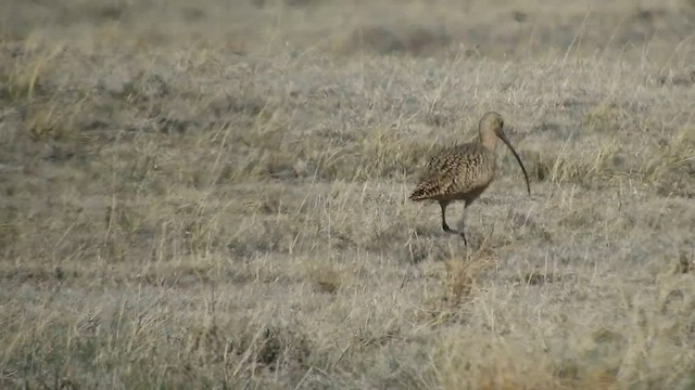 Long-billed Curlew - ML559013471