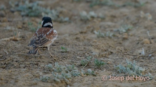 Chestnut-backed Sparrow-Lark - ML559015731