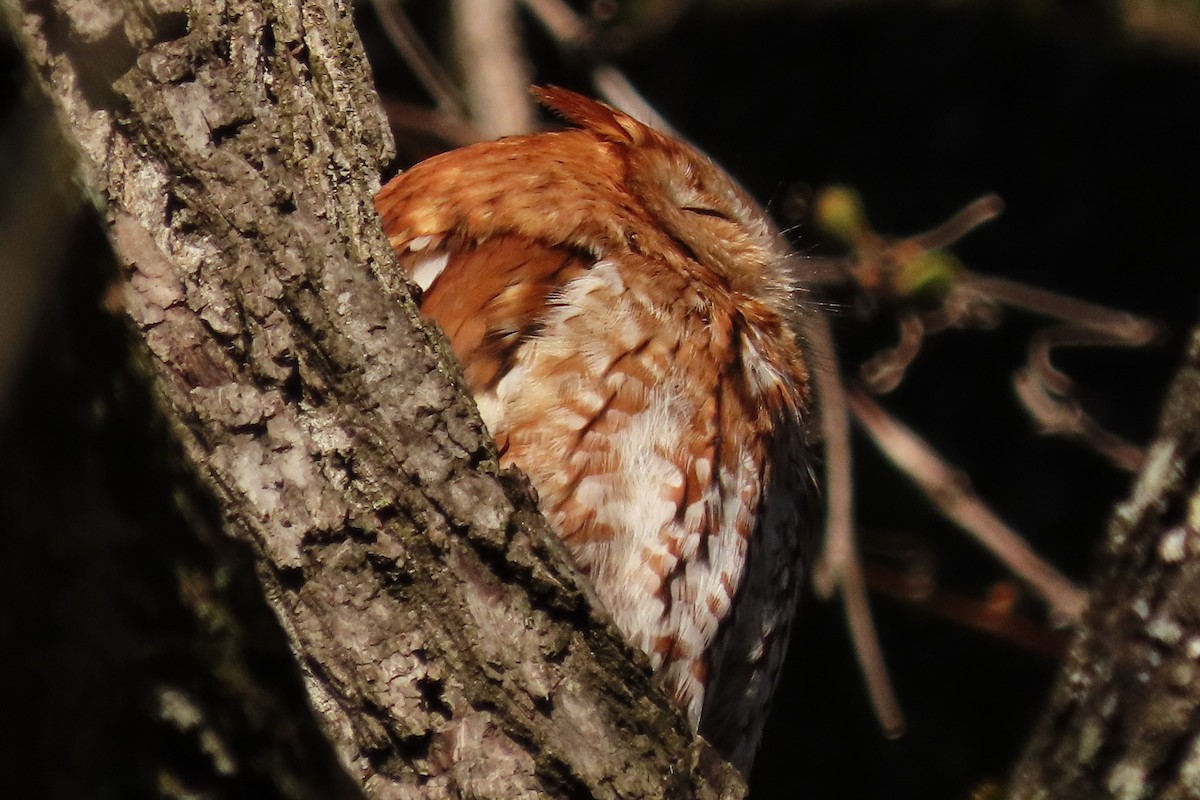 eBird Checklist 17 Apr 2023 Hillandale Park 30 species