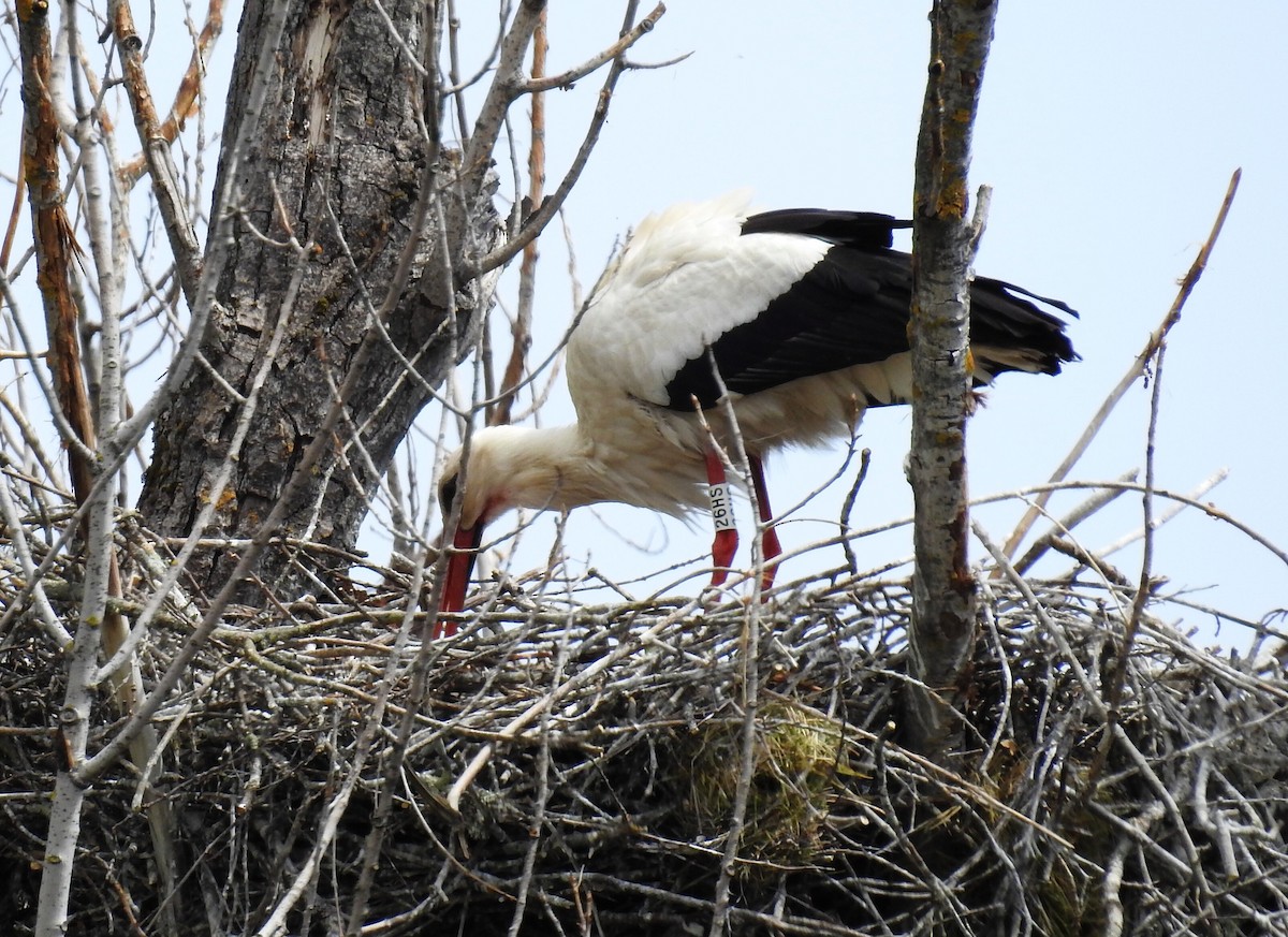 White Stork - ML559021201