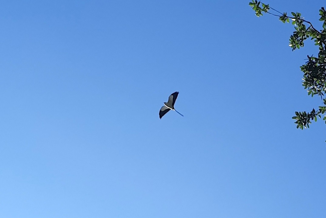 Swallow-tailed Kite - ML559023291