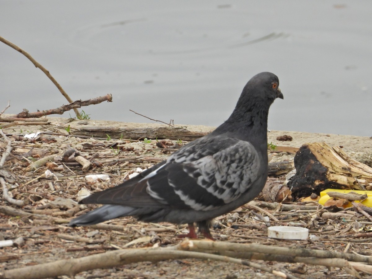 Rock Pigeon (Feral Pigeon) - ML559024211