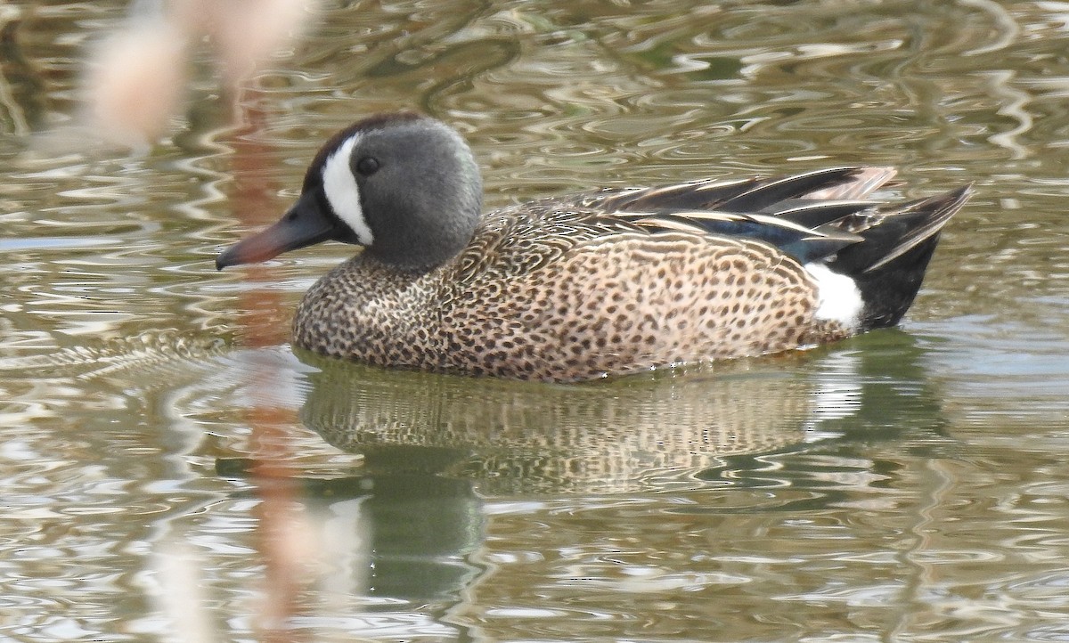 Blue-winged Teal - ML55902451