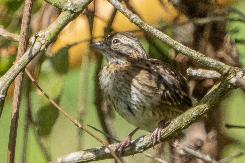 Rufous-collared Sparrow - ML559024521