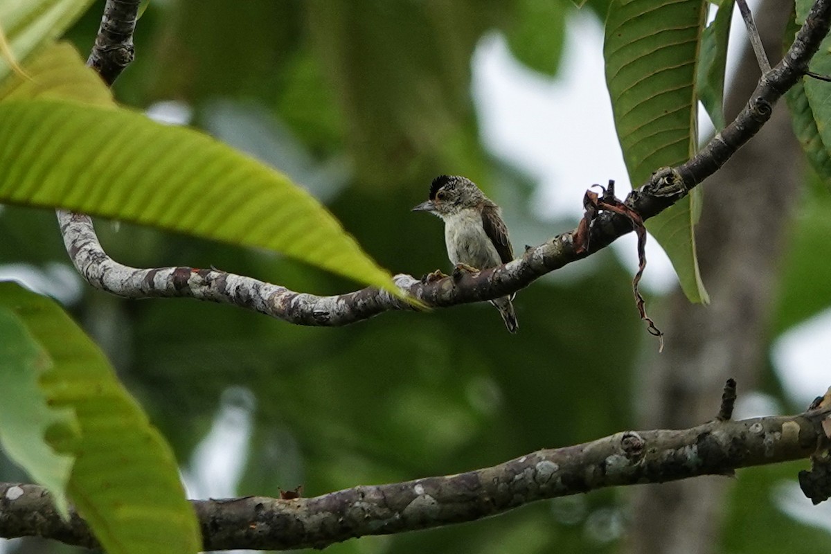 Plain-breasted Piculet - ML559027671