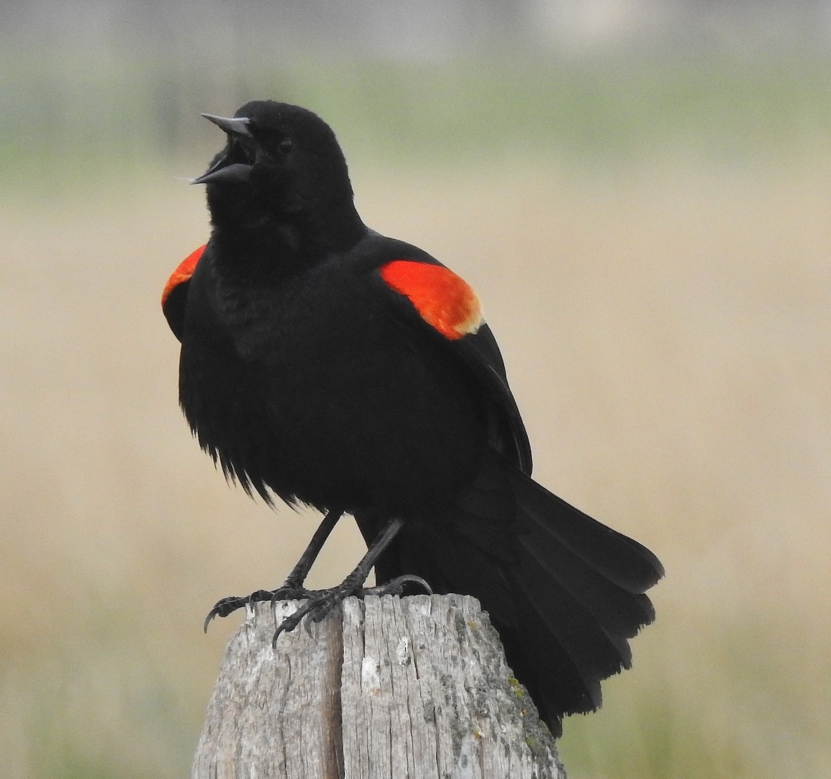 Red-winged Blackbird - ML55902821