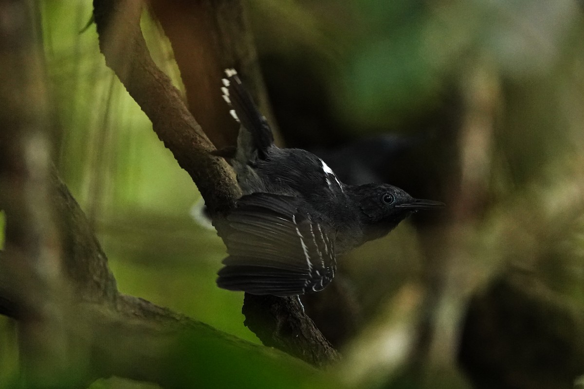 Band-tailed Antbird - ML559028491