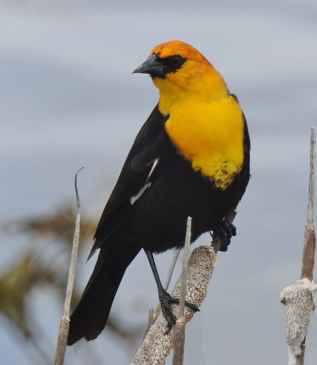 Yellow-headed Blackbird - Pat Grantham
