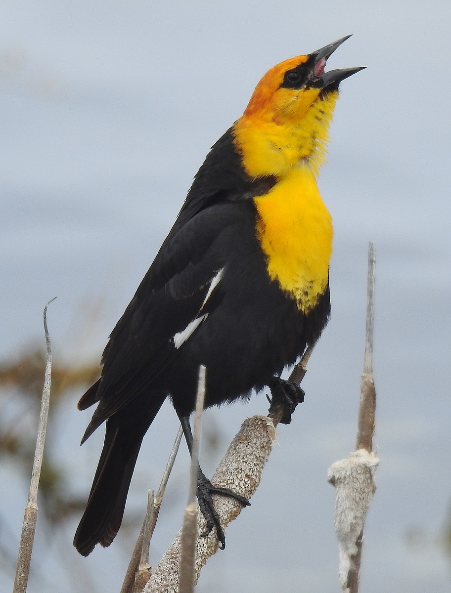 Yellow-headed Blackbird - ML55902891