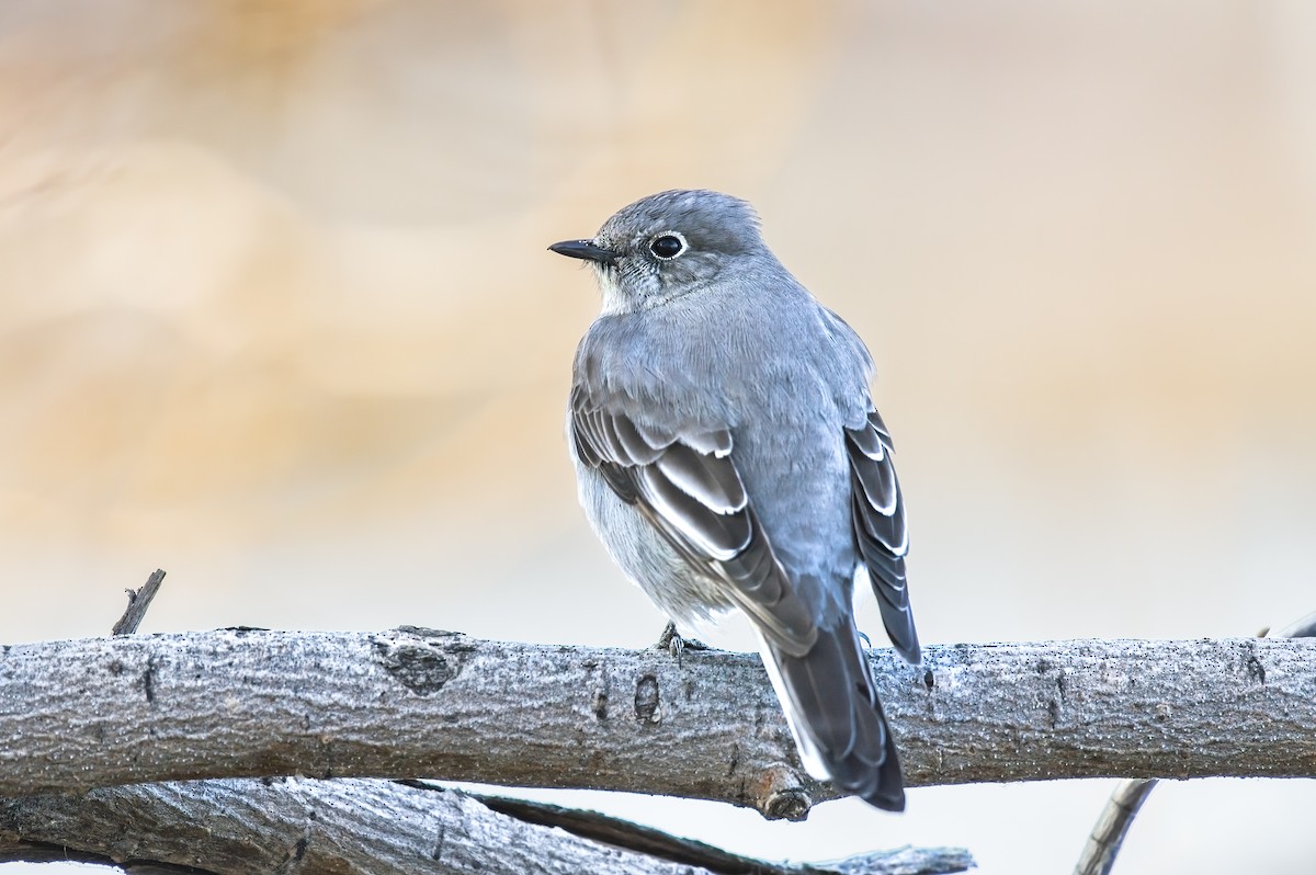Townsend's Solitaire - ML559034221