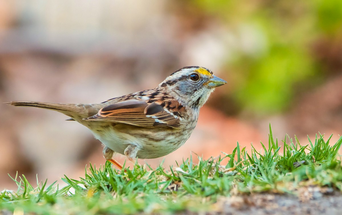 White-throated Sparrow - Braxton Landsman