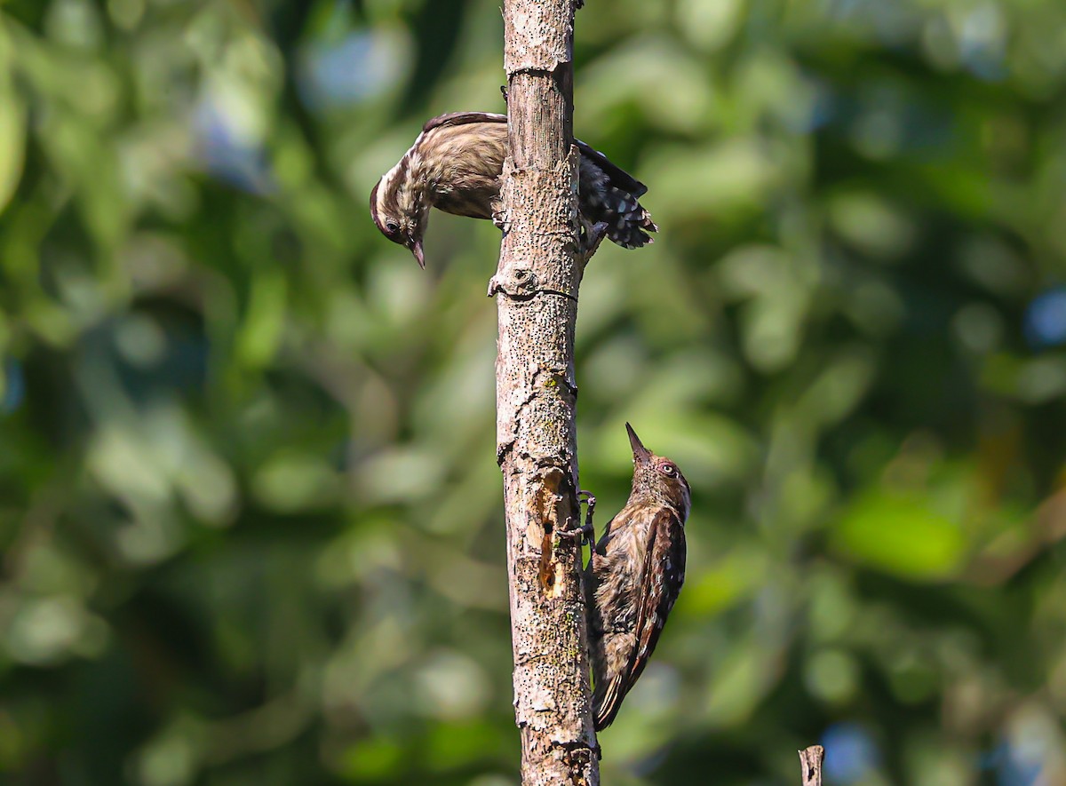 Brown-capped Pygmy Woodpecker - ML559035761