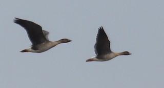 Pink-footed Goose, ML559036331