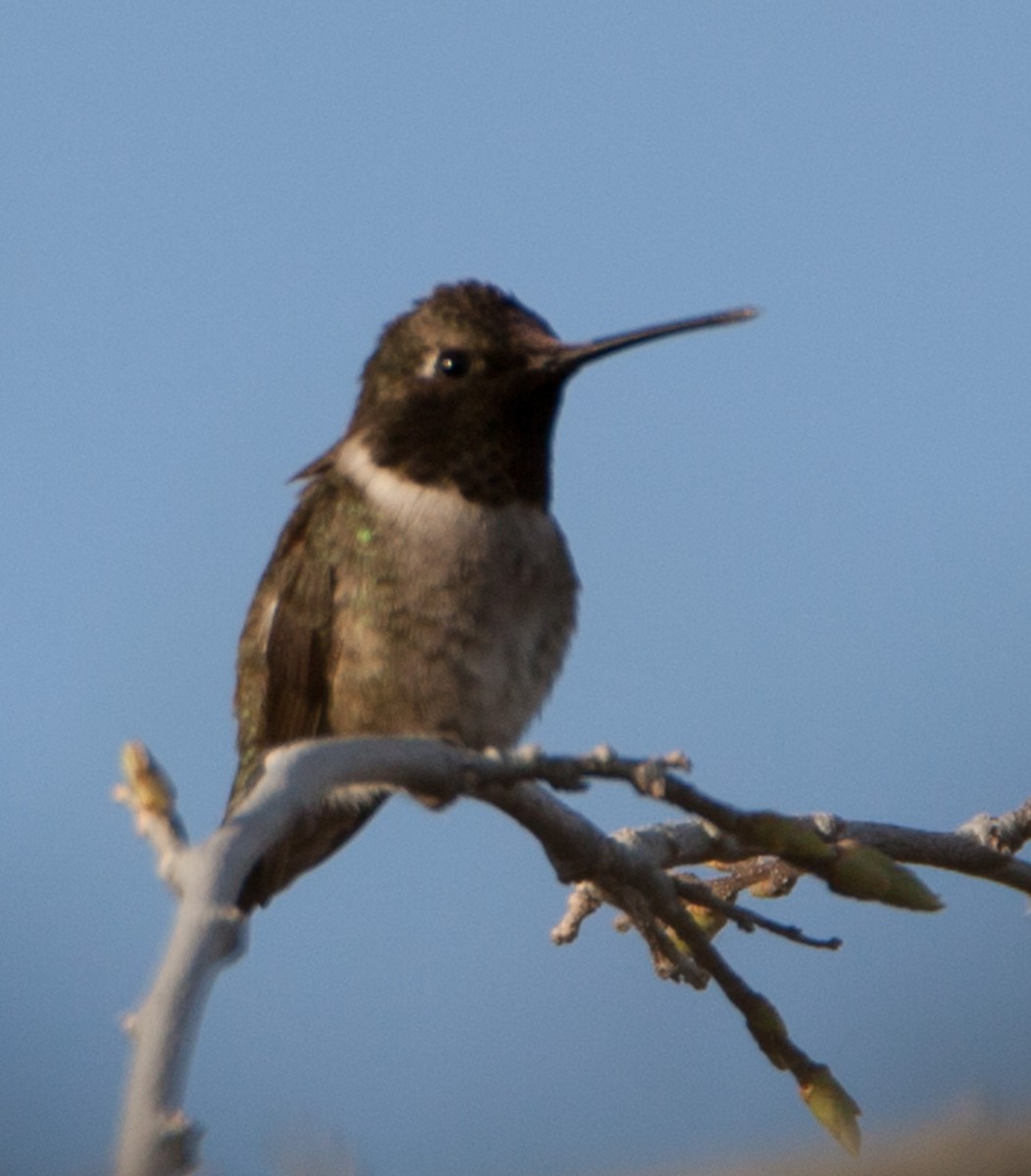 Black-chinned Hummingbird - Susan Nagi