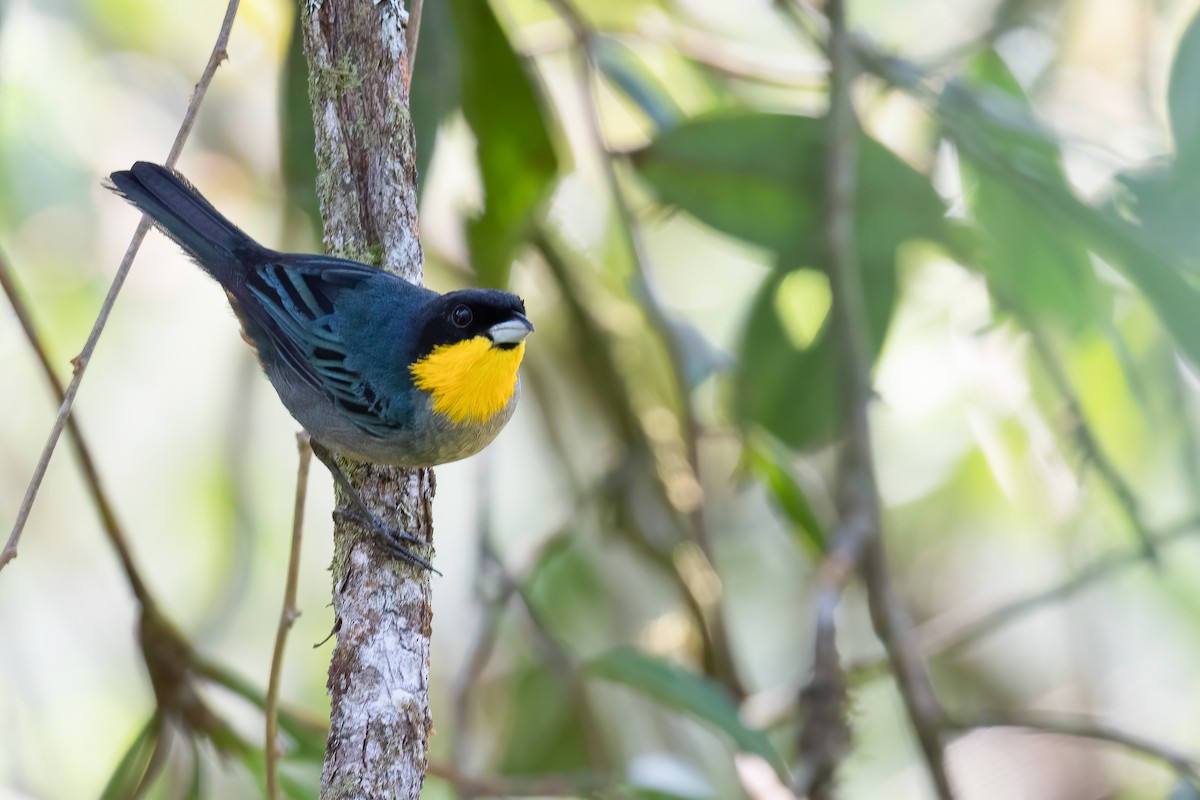 Yellow-throated Tanager - ML559045921