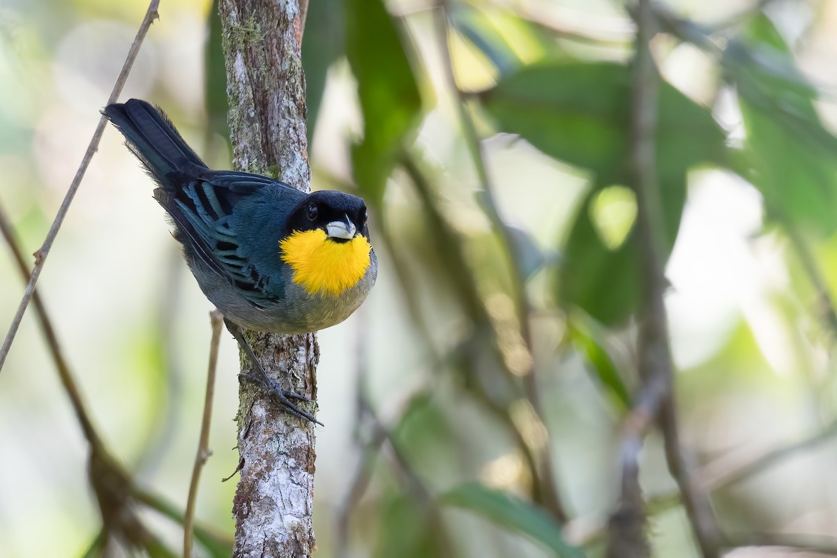 Yellow-throated Tanager - ML559045931