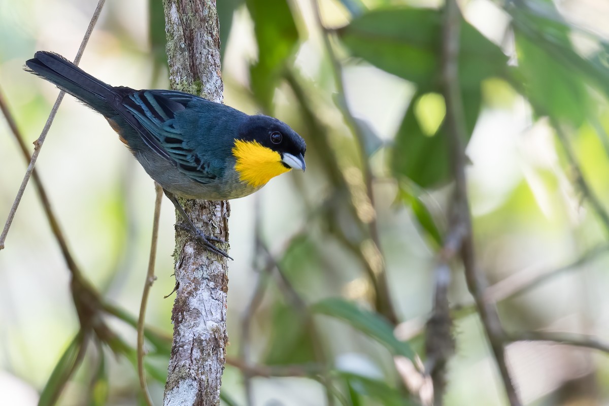Yellow-throated Tanager - Ben  Lucking