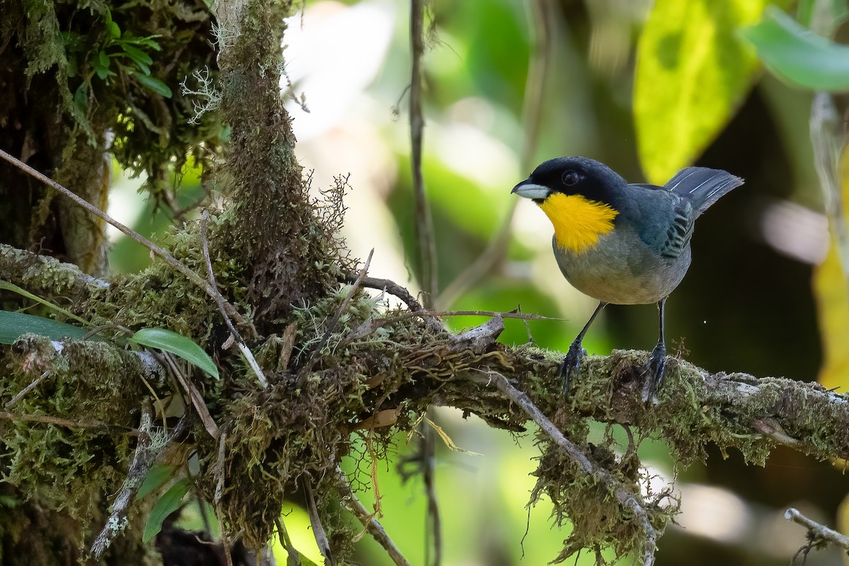 Yellow-throated Tanager - ML559045961