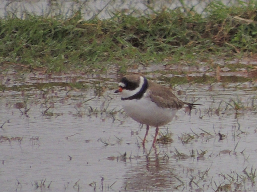 Semipalmated Plover - ML55904761