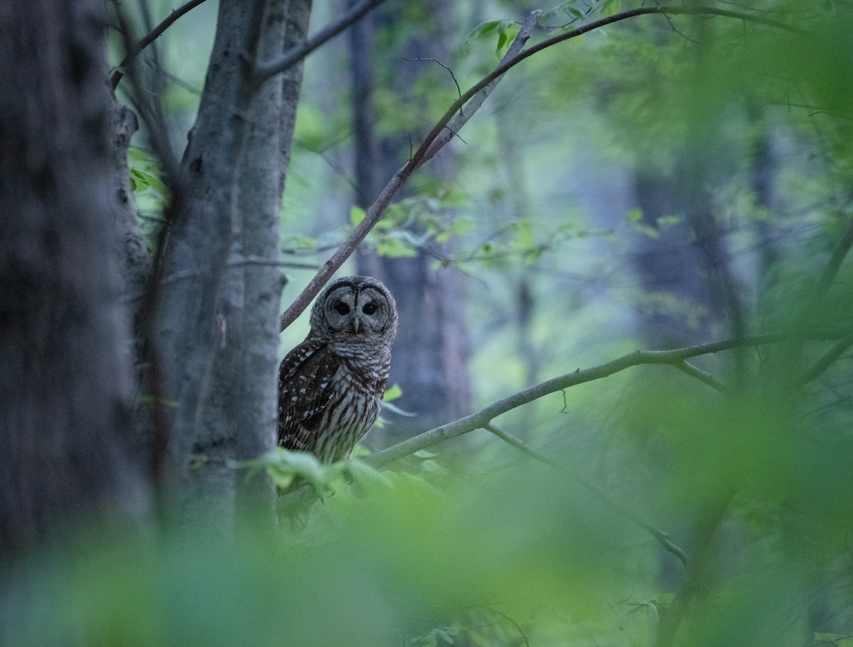 Barred Owl - @ BirdsAndDogs