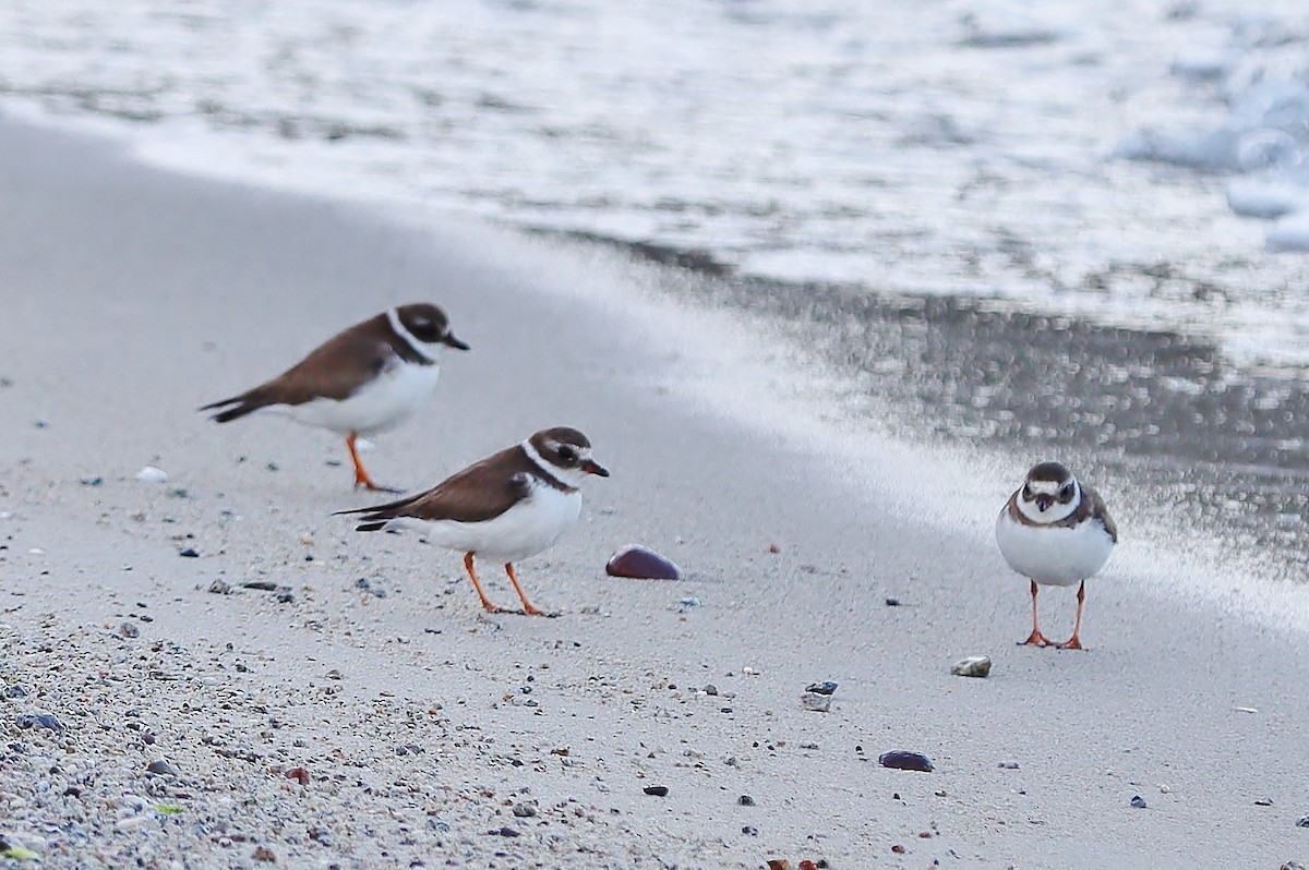 Semipalmated Plover - ML559050861