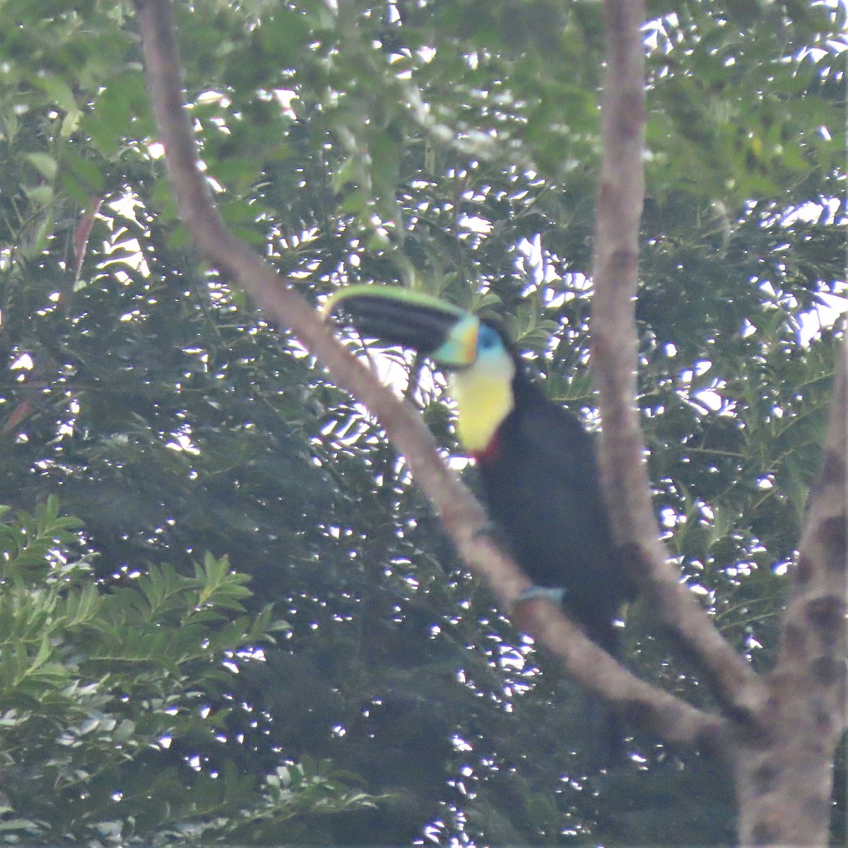 Channel-billed Toucan (Citron-throated) - ML559058151