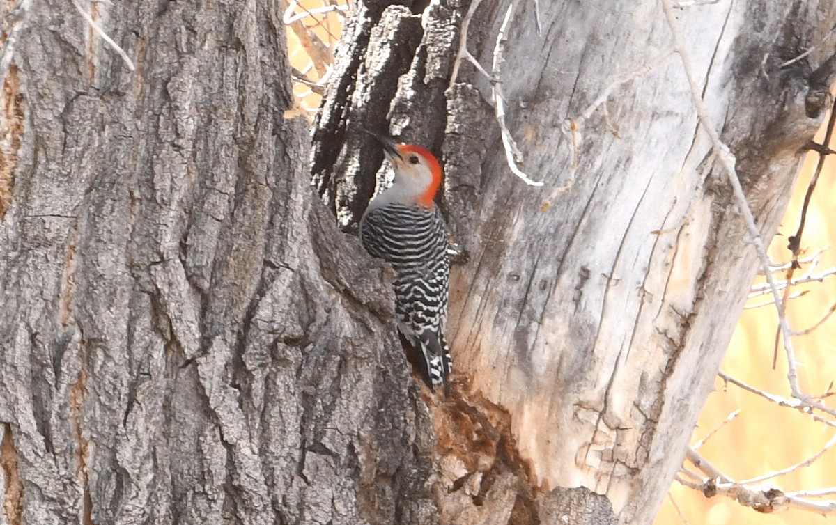 Red-bellied Woodpecker - ML559060601