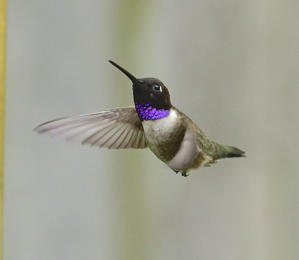 Black-chinned Hummingbird - ML55906081